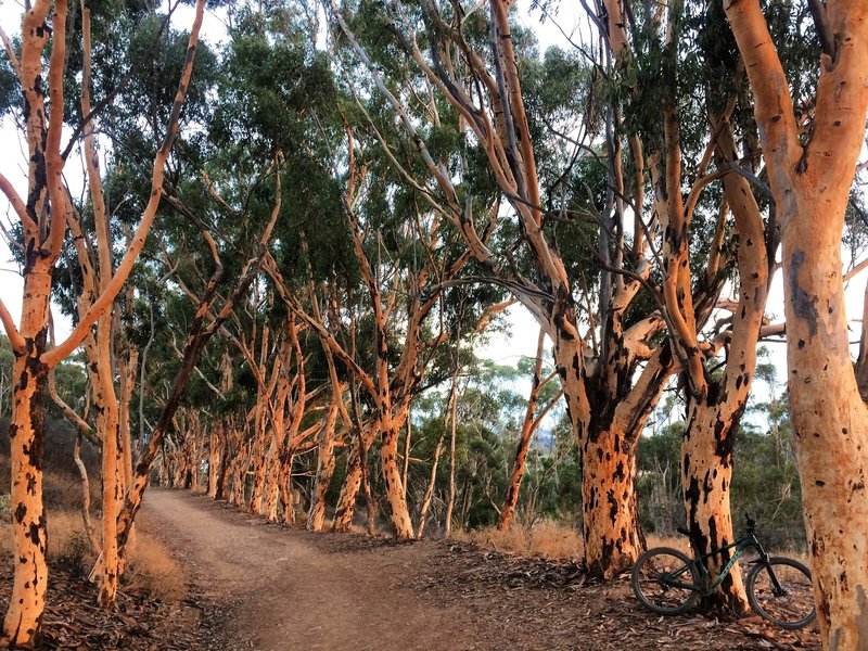 Bottom of the trail on the Inspiration Loop.