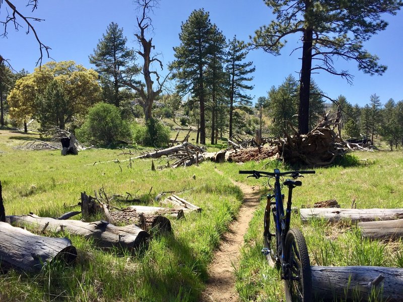 Great springtime trail, greens up really nice.