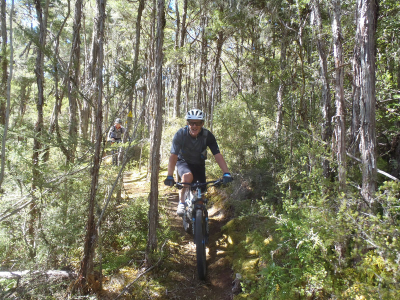 Sunlight filters through tall manukas that line the trail in several places