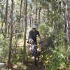 Sunlight filters through tall manukas that line the trail in several places