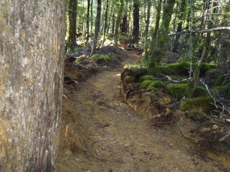 The trail surface still raw during the construction phase