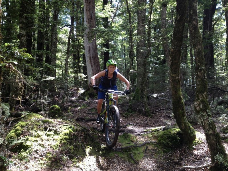 Riding some roots on Big Bush Track