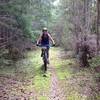 Douglas Fir, soon to be logged, line the south side of the track