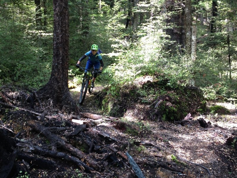 Thicker undergrowth lines the trail at lower elevations