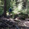 Thicker undergrowth lines the trail at lower elevations