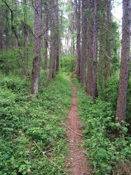 Nice singletrack.