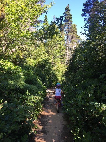Blacklock Trail is easy enough for kids to enjoy in the summer as they cruise through Salal brush and coastal Pines.