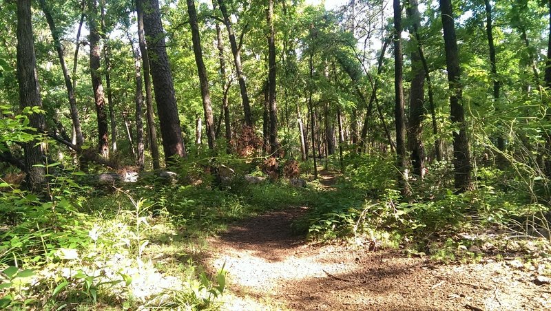 Spring growth in Tyler State Park.