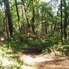 Spring growth in Tyler State Park.