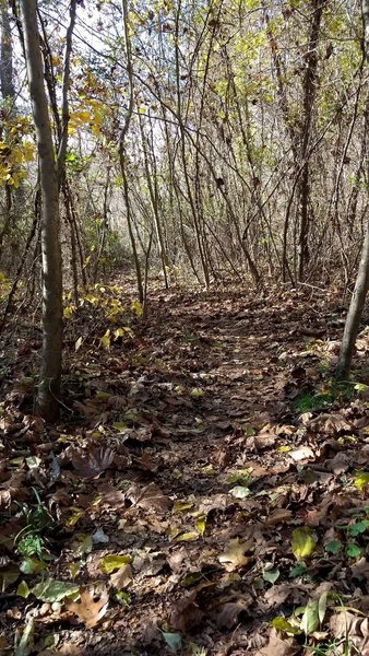 Twisty singletrack through the trees