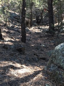 This is a portion of Lower Arroyo Diablo.