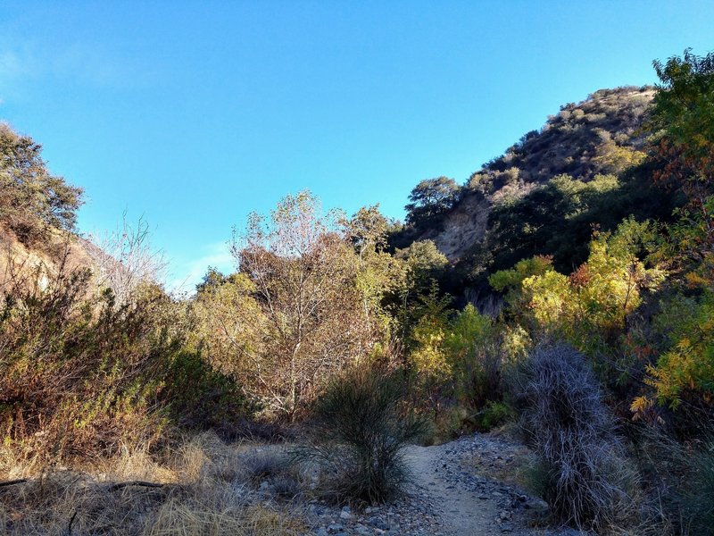 Fun, winding creekbed trail through the trees.