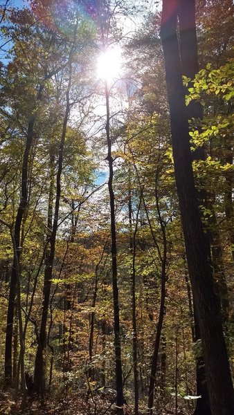 Sunlight through the treetops.