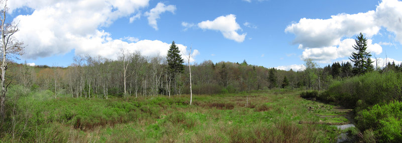 Cranberry Glades.