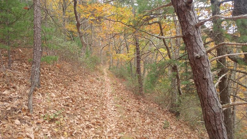 Looking straight ahead at the trail.