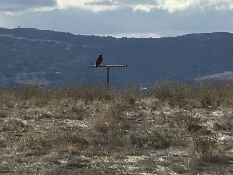 Overlook has a Hawk perch