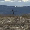 Overlook has a Hawk perch