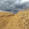 Coming out of the forest into the cornfield