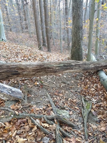 Downed tree on the trail