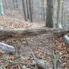 Downed tree on the trail