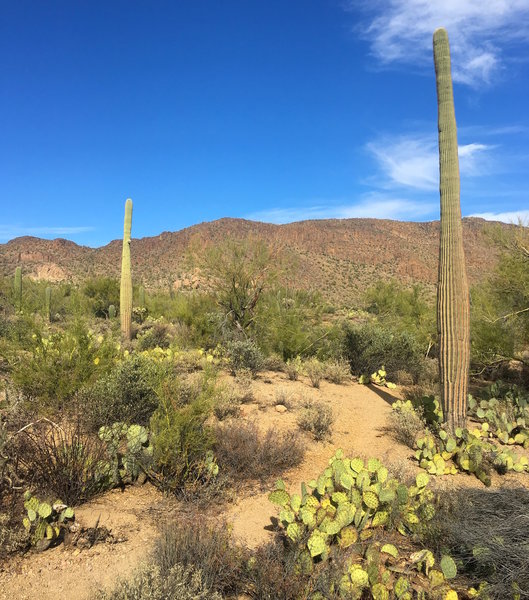 Some sweet singletrack through the cactus.