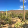 Some sweet singletrack through the cactus.