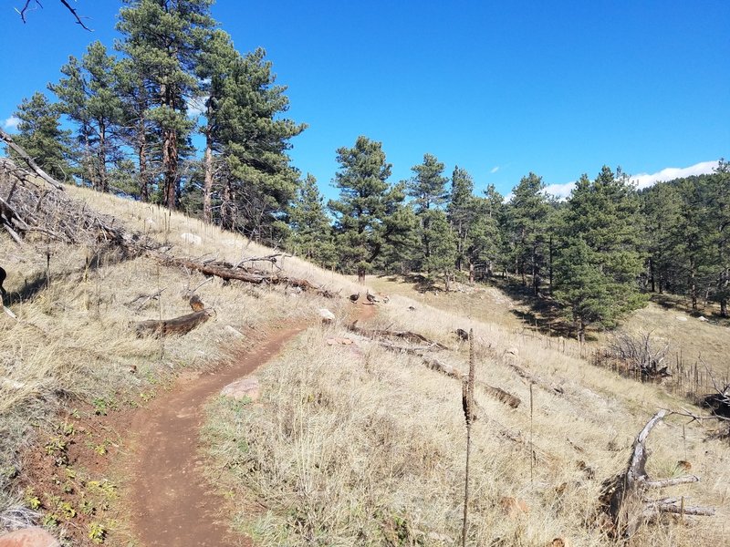 Usually Turkey can be spotted in the area, sometimes standing on the trail.