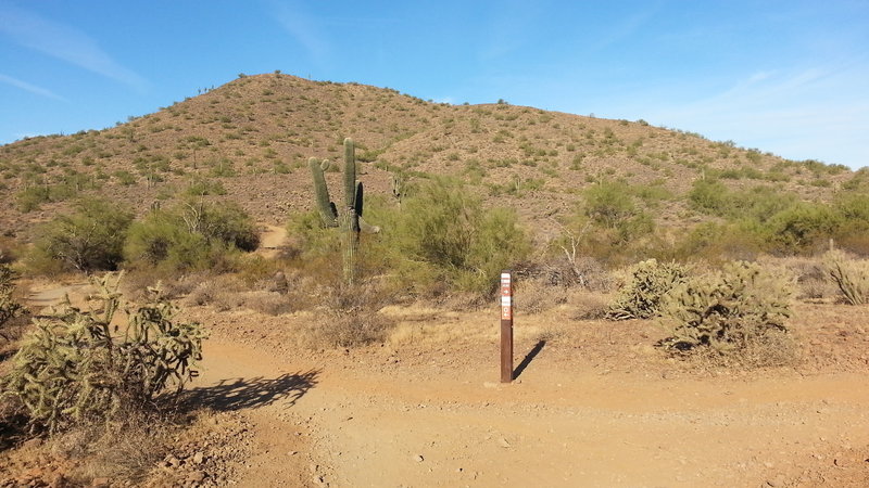 Easily viewed trail marker.  Left Ocotillo, right Apache Wash Loop