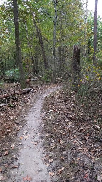 As the trail moves deeper into the forest