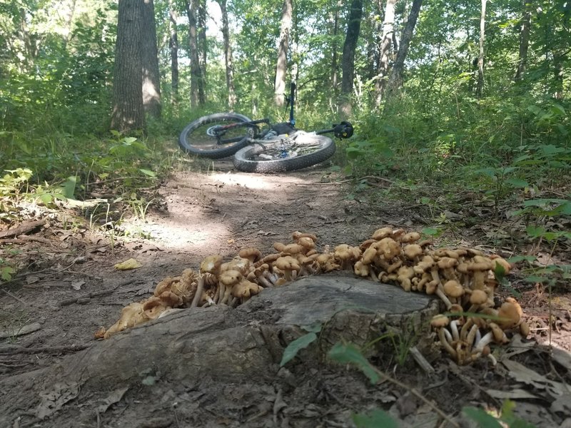 104F in the shade but the mushrooms dont care.