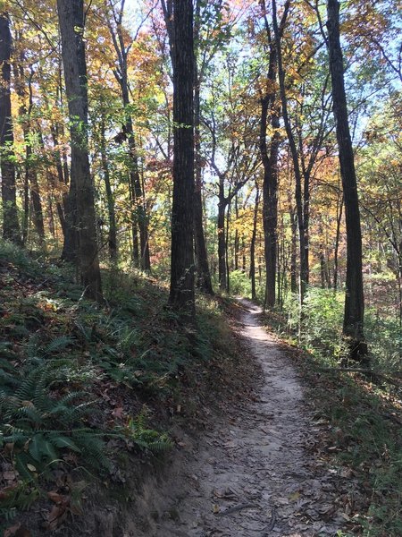 Late October along Roller Coaster.  Fall leaves on full display.