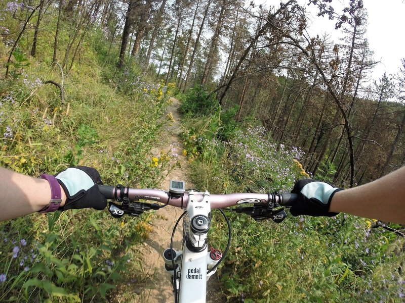 Bottom 1/3 of trail not-so-rocky and more vegetation.