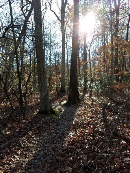 Sun shining through the trees where the trail gives you a quick breather