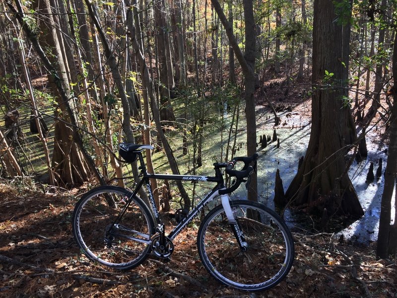 The rails-to-trails section runs through the Wateree swamp.
