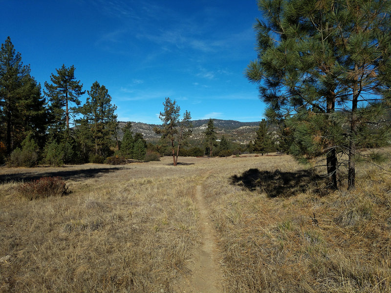 Flowy Johnson Meadows.