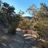 Flowing through the Manzanita.