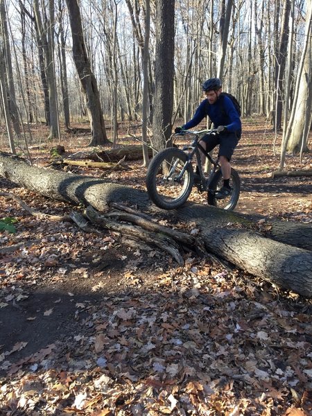 Large log obstacle