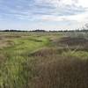 Ft Macon wetlands