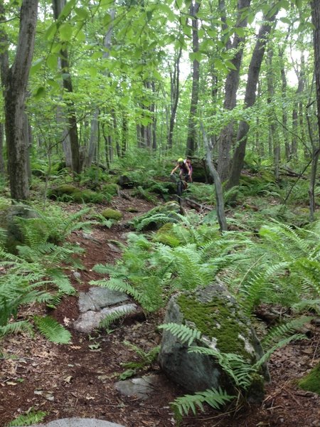 Mother of Crack Trail - rocky loamy goodness!