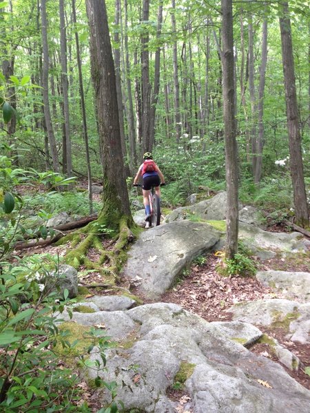 Race Loop Trail - most technical section of this trail (very short) before the notable climb