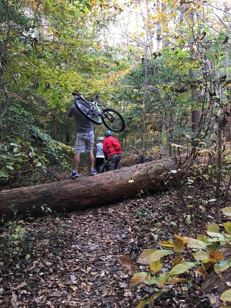 Headed north from parking--- go sharp left at 1st fork or encounter a mess of big tree falls