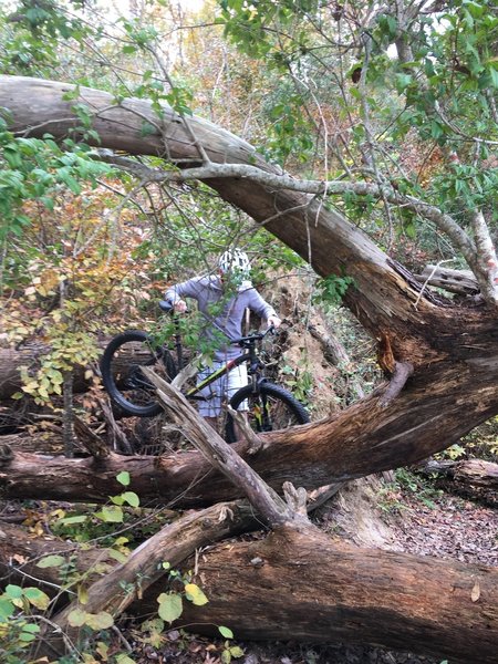 More big tree fall north of 1st fork from parking lot.