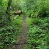 Tight and rooty singletrack.