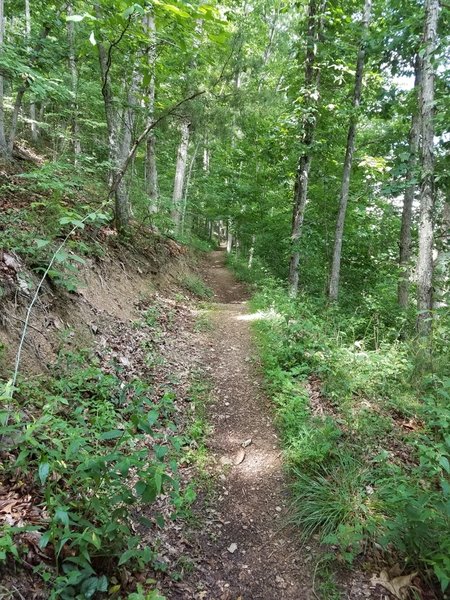 looking up the Ridge Trail