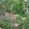 looking up the Ridge Trail