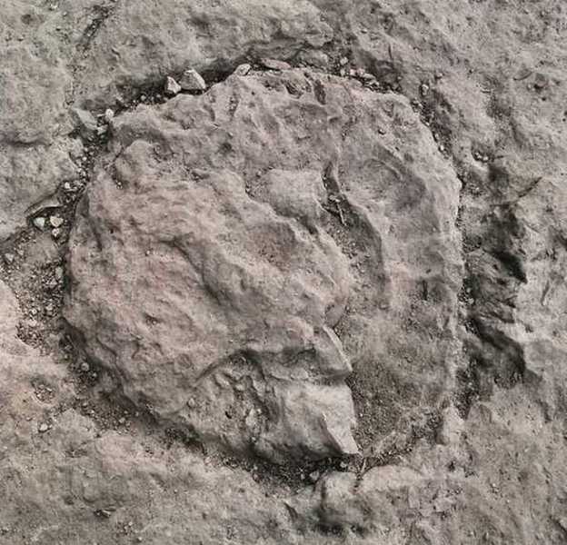 In the Gnar-Wall Trail near the creek crossing is this Ammonite fossil.  Ammonites were squid like creatures that lived in the seas 200-65 million years ago, during the Jurassic and Cretaceous periods