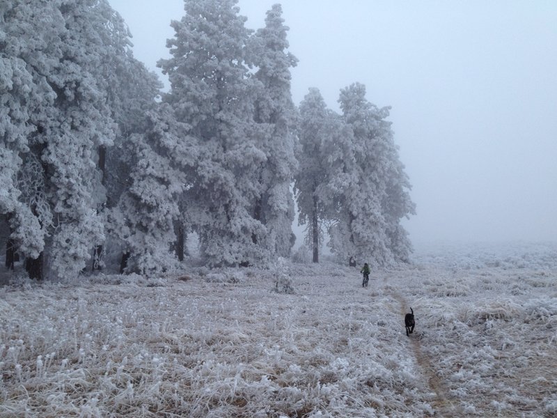 Hoar Frost on Pine Oasis. Trails can be ridden when frozen but avoid when wet and soft. Ruts last years in this soil.