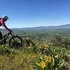 May is not to be missed when the flowers are popping.  Mt Stuart range and the Kittitas Valley looking WNW in the background.