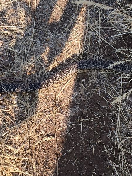 It's still the desert.  Never seen rattlers but nice bull snakes around.  Admire but please leave them be.  They just want to eat.