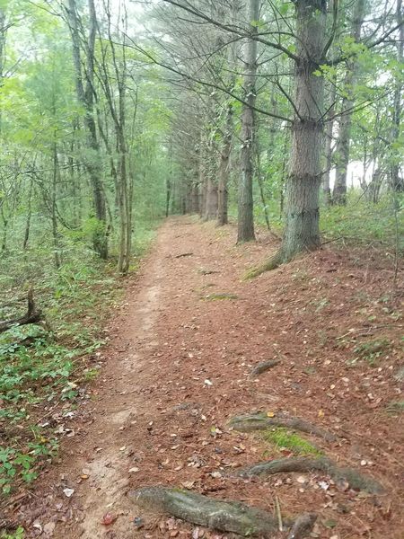 Lots of white pines and thier roots.